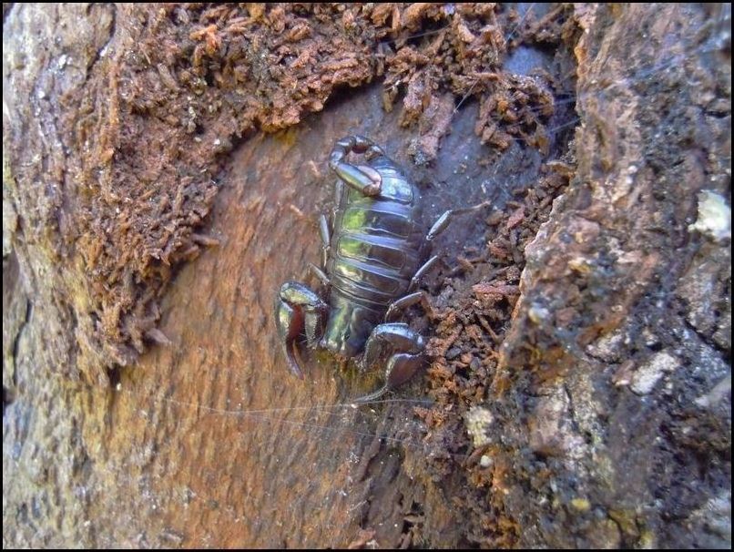 Euscorpius alpha da Edolo (BS)